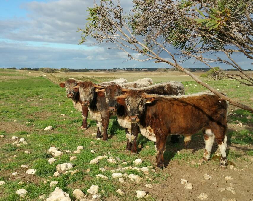 Willock Park English Longhorn cattle.