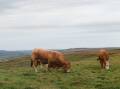 Cattle grazing pasture in Ireland. Photo by Bree Anne on Unsplash.
