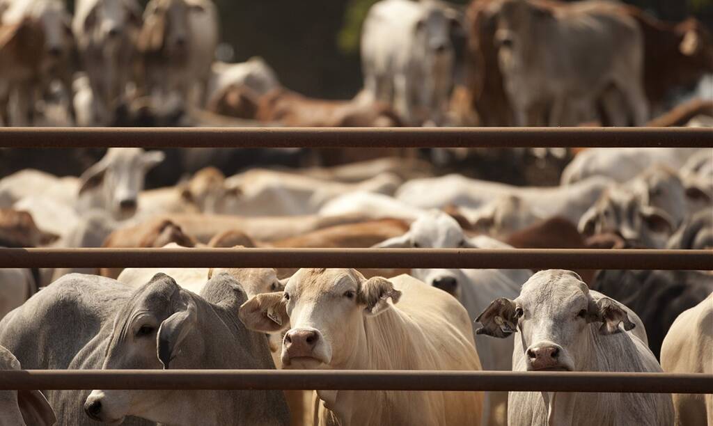 Negotiations continue in the attempt to settle on a compensation sum for those involved in a live export class action. 