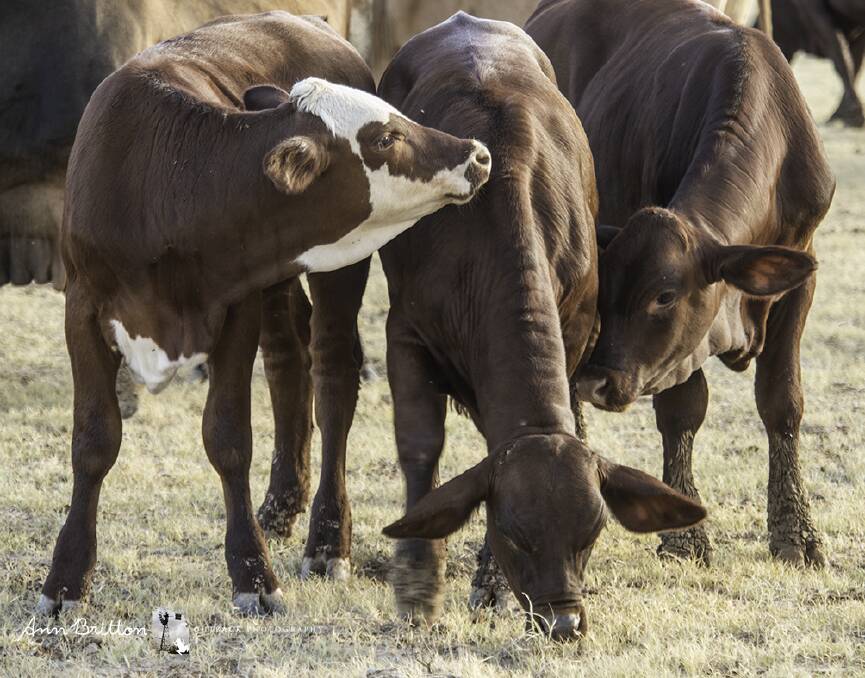 MODEL MATERIAL: A shot of calves out of Santa Gertrudis-Droughtmaster cows by Hereford bulls taken by Ann Britton.