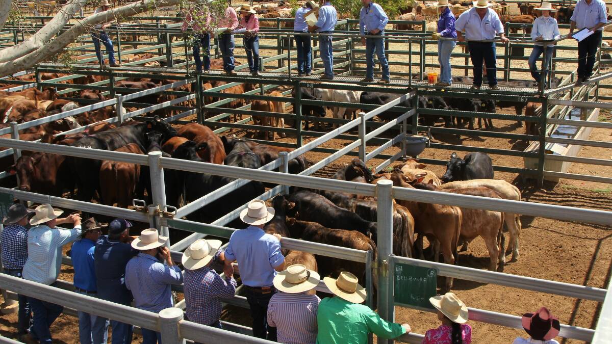 Should the $5 cattle transaction levy go up?