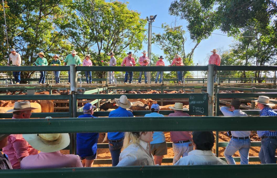 Analysts believe there is argument for upward movement in the young cattle market in the short term but by the end of 2023 it will be back into the 600c category. Picture by Sally Gall.