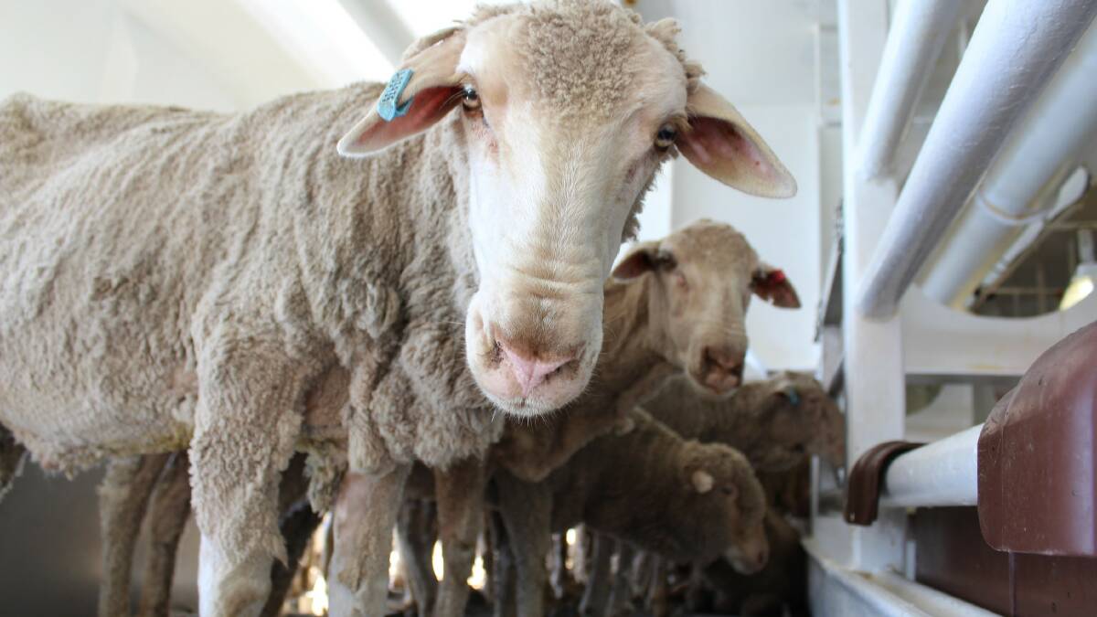 Reforms are significant, sheep producers say