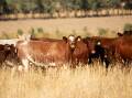 Shorthorn Beef will launch a major innovation in partnership with IGS at Beef Australia. Picture Shorthorn Beef.
