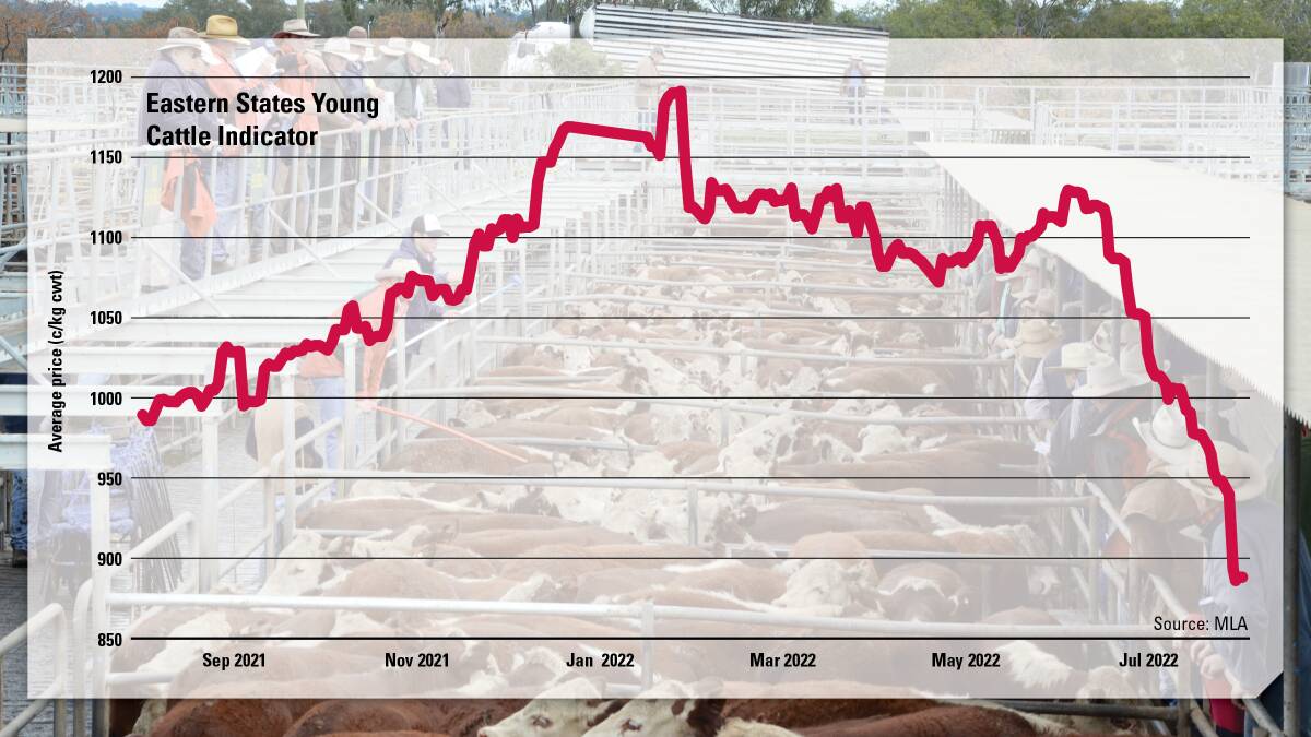 Speculative angst hits saleyards, EYCI drops further