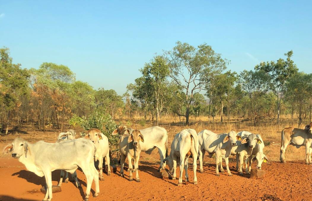 Cattle on CPC's Carlton Hill Station in Western Australia, which are managed for emission reduction.