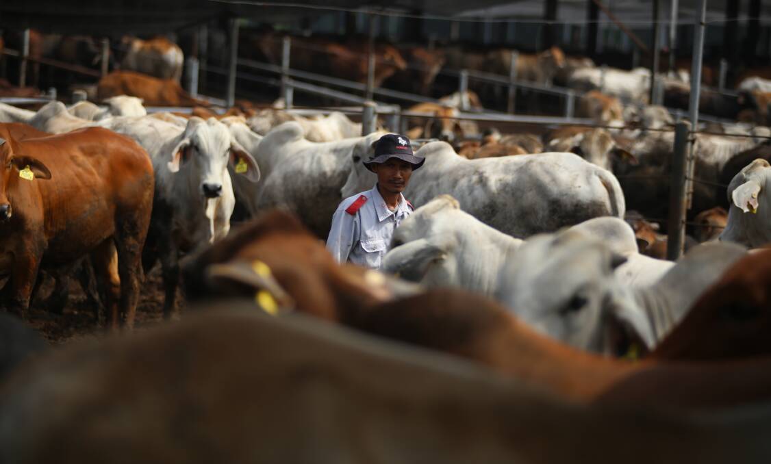 Indonesian feedlots now have foot and mouth disease vaccination programs in place and are starting to look for more Australia cattle.