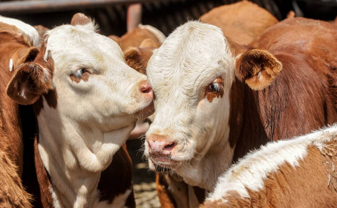 THE FUTURE: Happy cattle should be an easy sell over microbes in silver tanks but industry stalwart Rod Polkinghorne says there is work to be done. Photo: Lucy Kinbacher