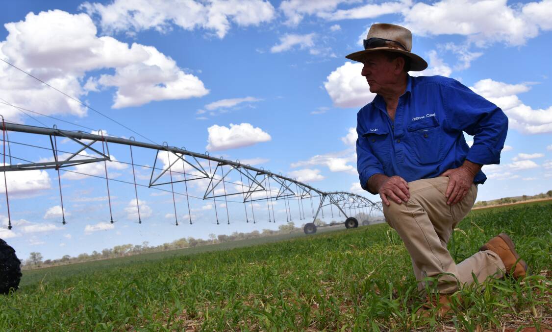 Alice Springs cattleman Wally Klein, Orange Creek Station, in a paddock of irrigated sorghum, planted in November and cut twice.