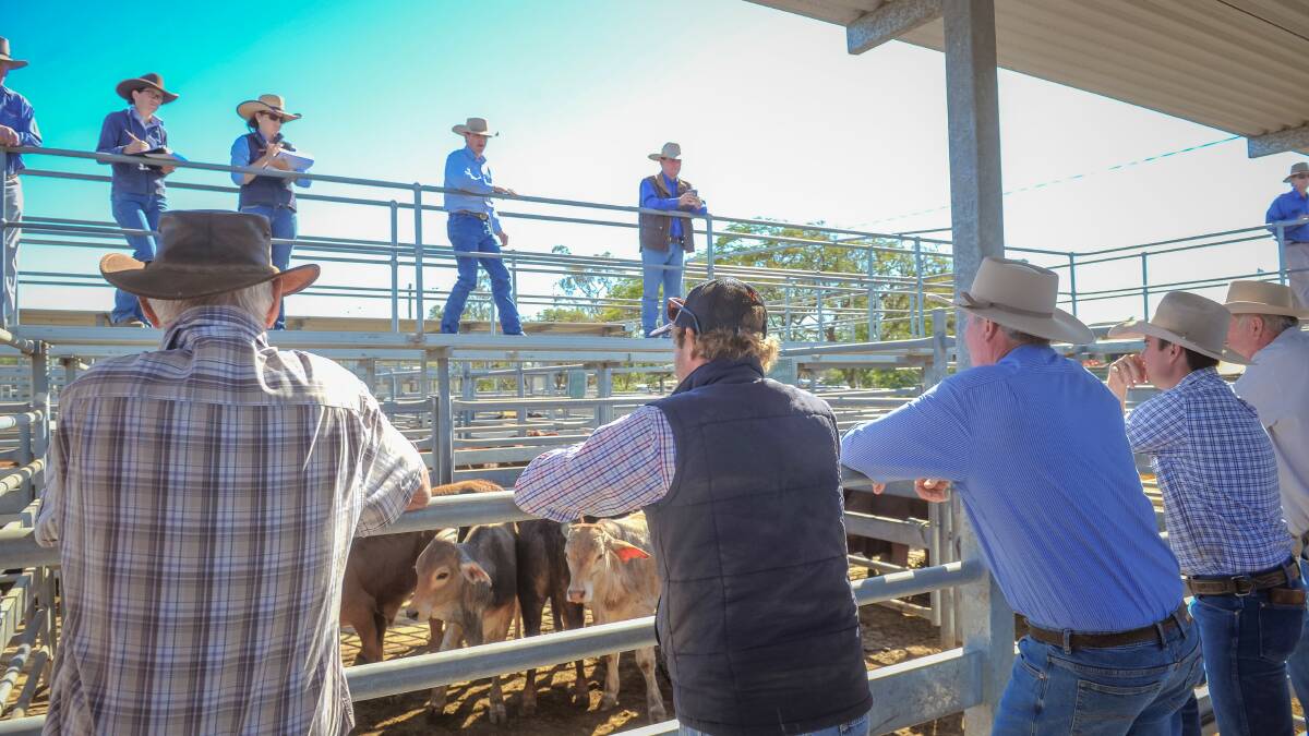 Pressure mounts with US cattle supply lifts