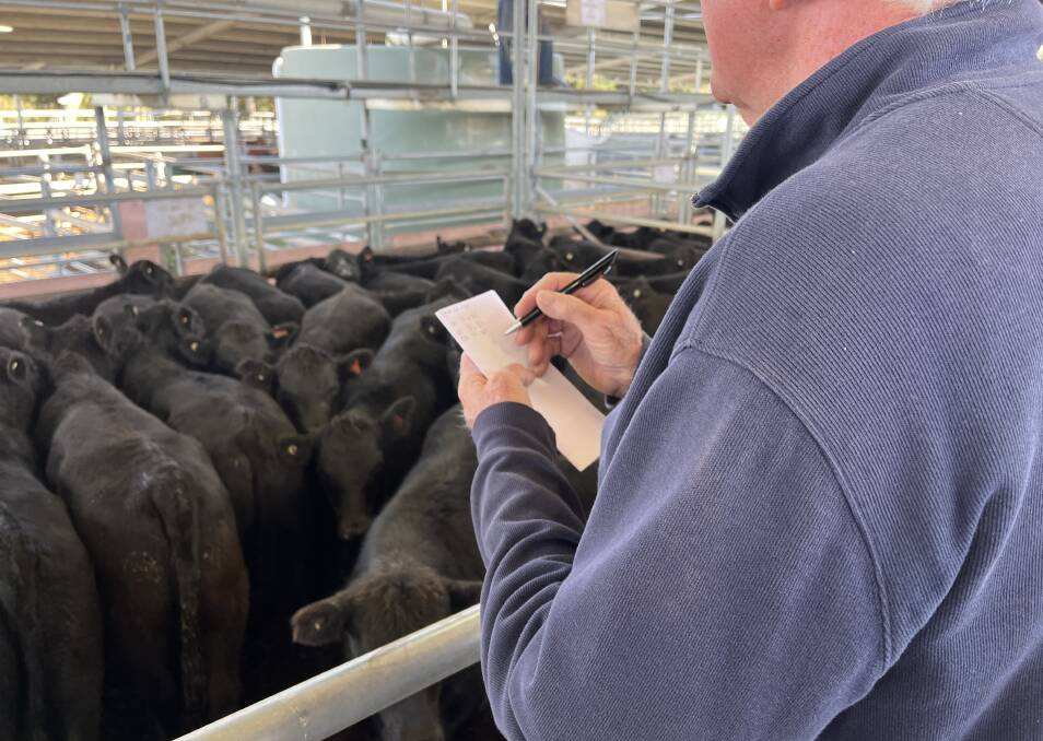 Producers are adding up the per-kilogram losses on cattle bought at hefty prices last year. Picture by Bryce Eishold.