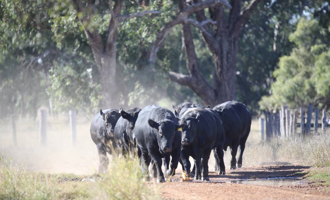 The yearling Angus bulls from NB Genetics near Chinchilla in Queensland which made the 2000 kilometre trip south to Saltbush Ag's outback cattle operation in South Australia. 