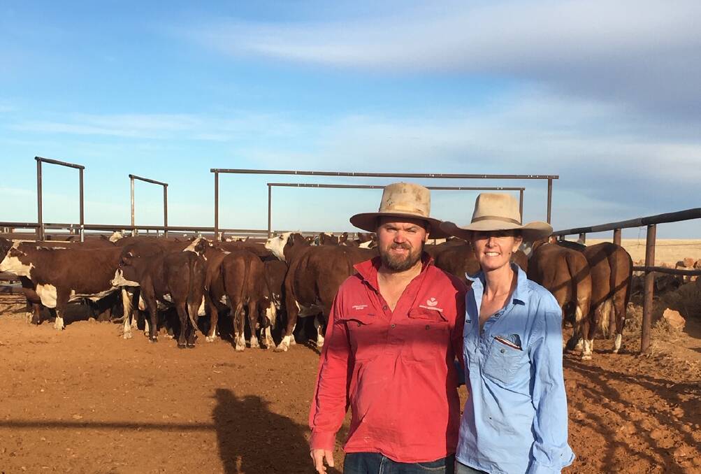 Cordillo Downs' Anthony and Janet Brook with organically-rasied cattle.