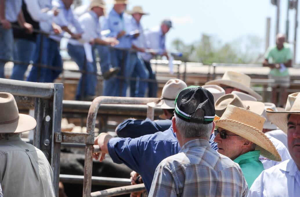 BUSY TIMES: Restocker dominance around the rails has created interesting profit margin trends on cattle trades this year. PHOTO: Lucy Kinbacher