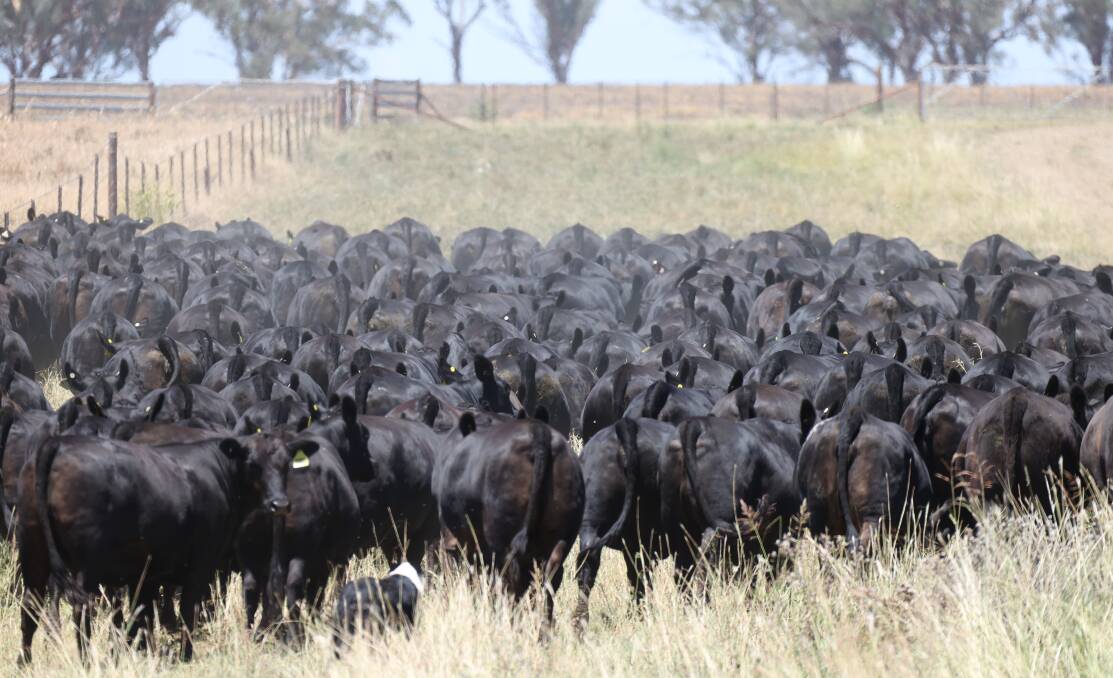 IN DEMAND: Pregnancy-tested-in-calf Ultrablack heifers on Macintyre Station at Inverell.