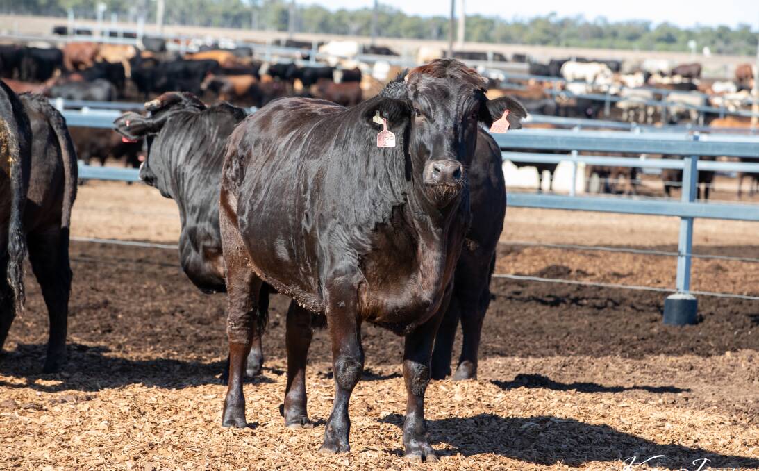 MAGNIFICANT: The winning Wagyu beast in the weight gain phase of this year's Royal Queensland Show Paddock to Palate competition, owned by Wentworth Cattle Company and fed at Sapphire feedlot.