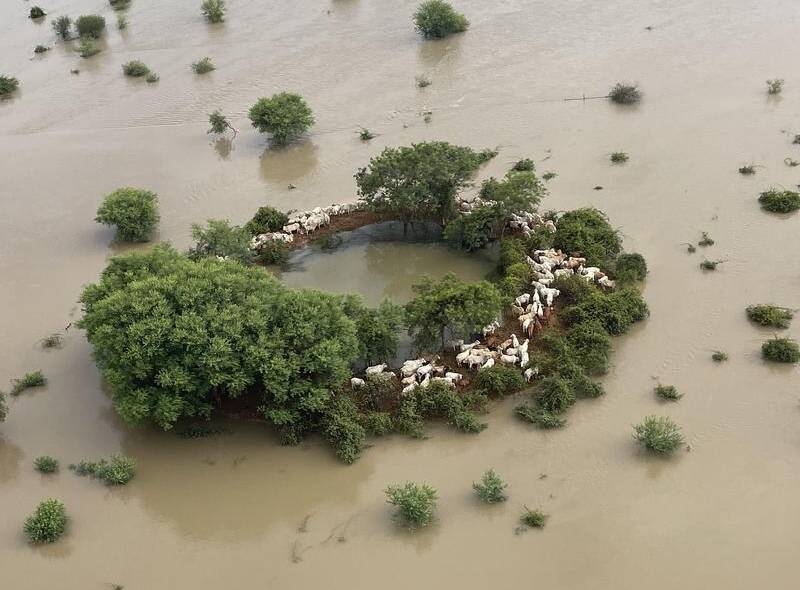 Stranded cattle in far north west Queensland during the big flood event of March this year. File photo.