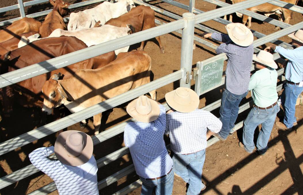 BID LOUD: Optimism remains strong around the cattle rails. IMAGE: Sally Gall