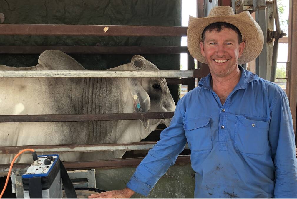 FERTILITY FOCUS: Genomic and semen testing are used to select for fertility at Michael Lyon's Wambiana Station in northern Queensland.