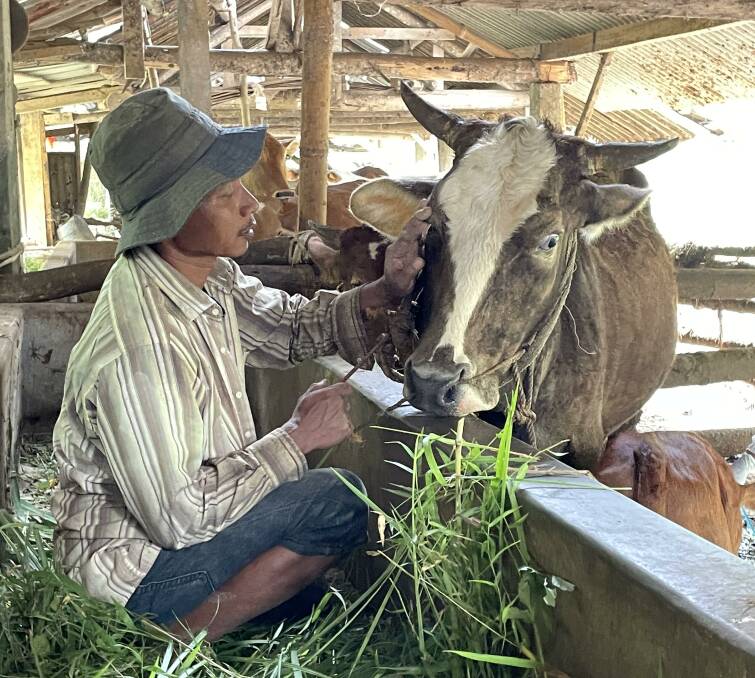 Local farmers in Indonesia are selling cattle badly affected by foot and mouth or lumpy skin disease quickly but trying to nurse breeders back to health. Picture by Mark Phelps.

