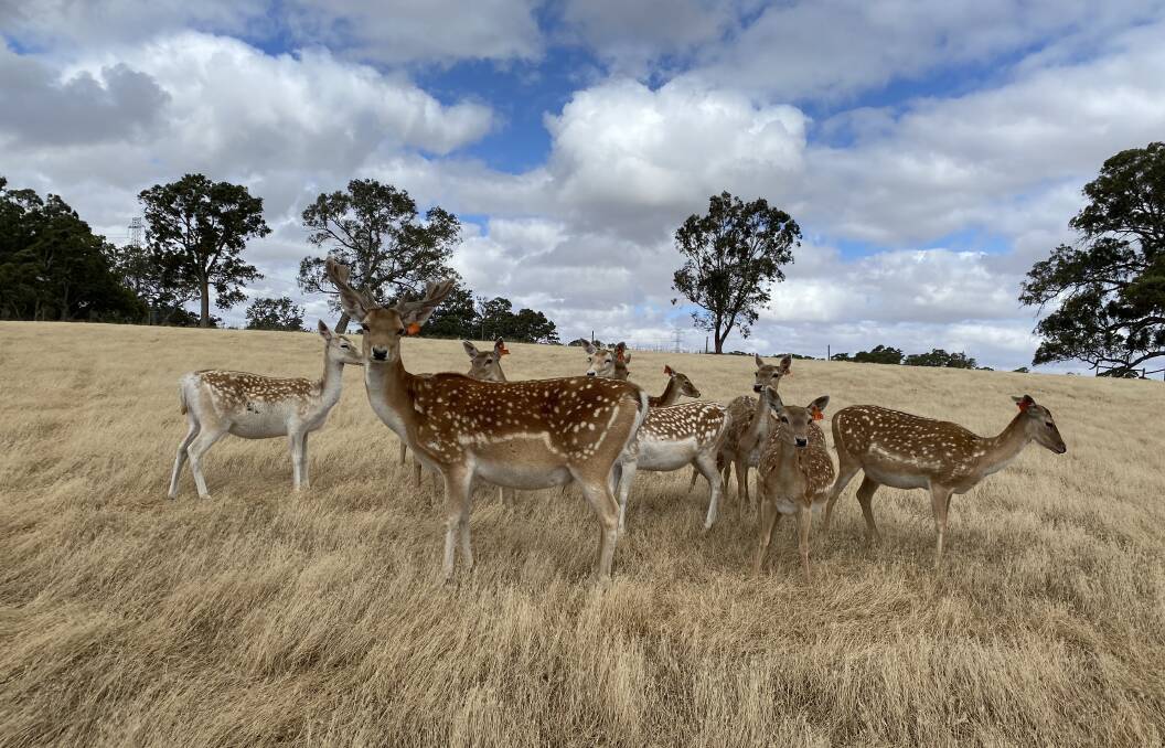 STUNNING: Deer grazing at the Kasprzak family's Adelaide Hills livestock operation.