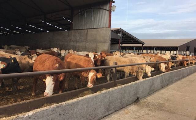 Cattle in an Irish feedlot visited by delegates at the Global Roundtable for Sustainable Beef this month.