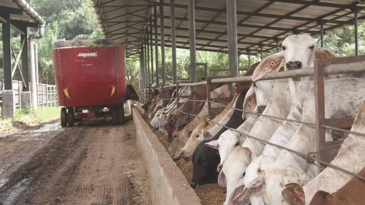 Price, convenience drive meat purchases in Indonesia