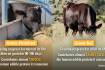 CSIRO debunks cattle myths