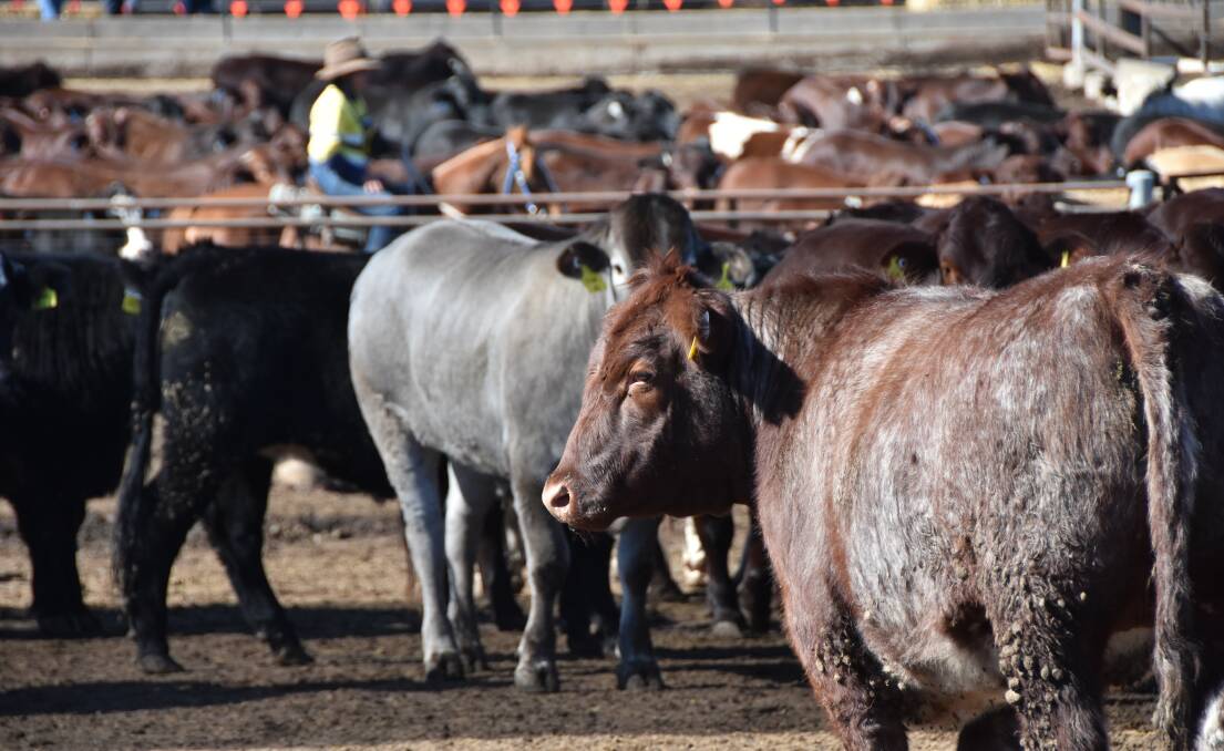 BUSY PLACES: Cattle on feed numbers remain over a million, despite the very tight supply and record market. IMAGE: Shan Goodwin