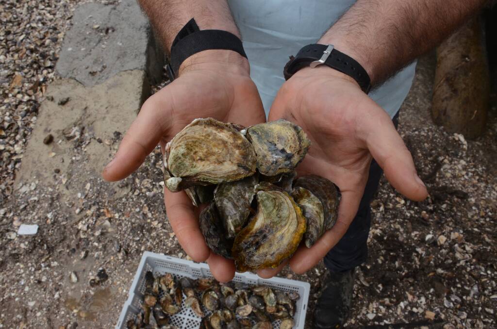 Signature Oysters sells Sydney rock oysters online from the Clyde River. Image: Claudia Ferguson.