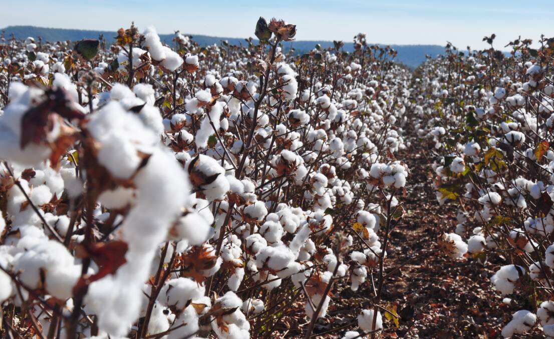 Cotton has become a boom crop across the north of the country through improved varieties with big plantings in the Northern Territory and soon also in WA.