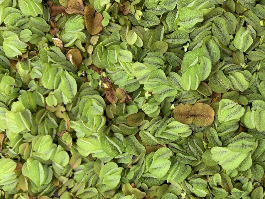 Biosecurity officials have been cracking down on the online sales of prohibited weeds like salvinia.