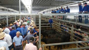 CONFIDENCE HIGH: Buyers remained positive last week at the Albury-Wodonga Independent Stock Agents special store sale. North-east Victoria has been named Australia's best performing livestock region. Picture: Phillippe Perez.