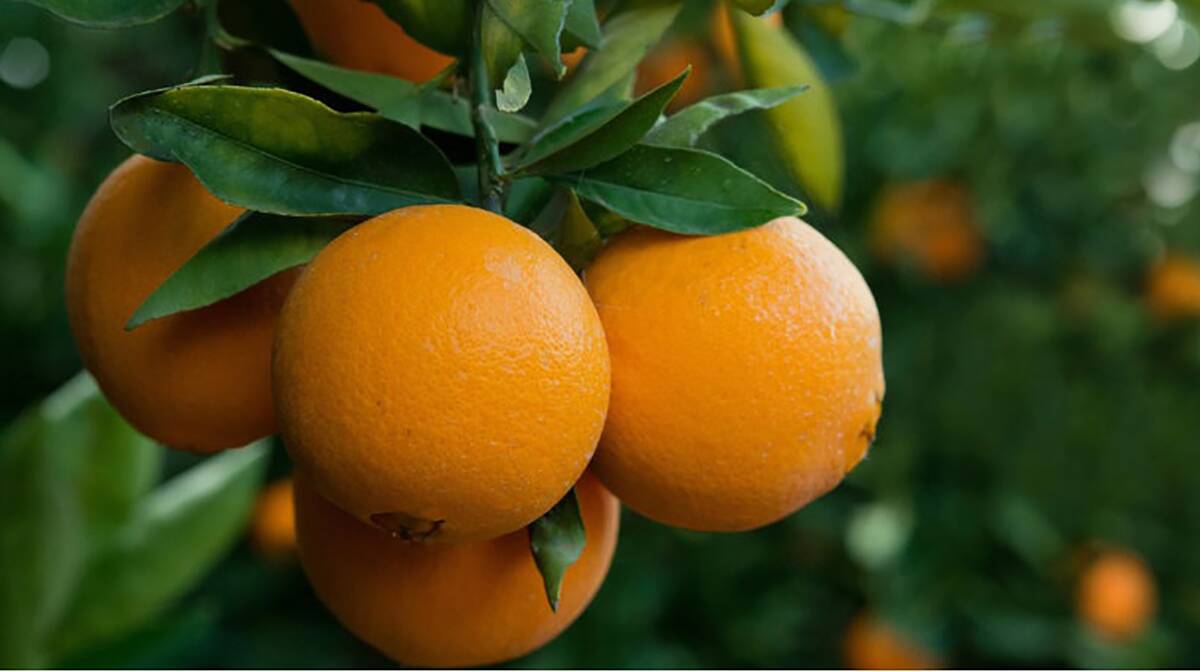 CITRUS DOWNGRADE: Different weather conditions at Costa's farms in Queensland, Sunraysia and the Riverland have hurt the quality of the winter crop.
