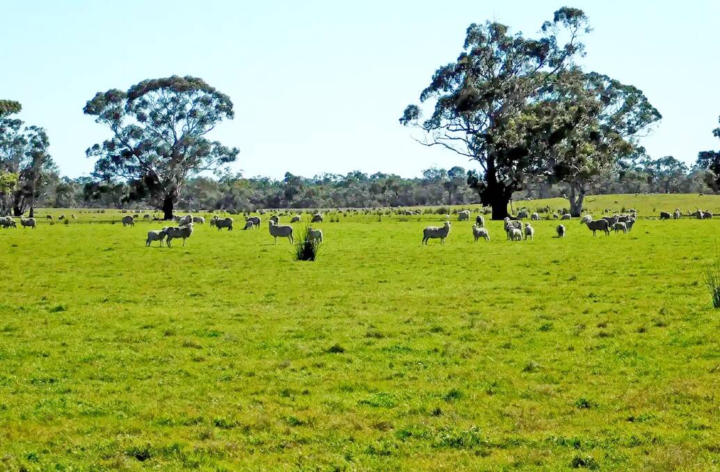 Most of this Bordertown district farm is considered arable. Pictures from Ray White