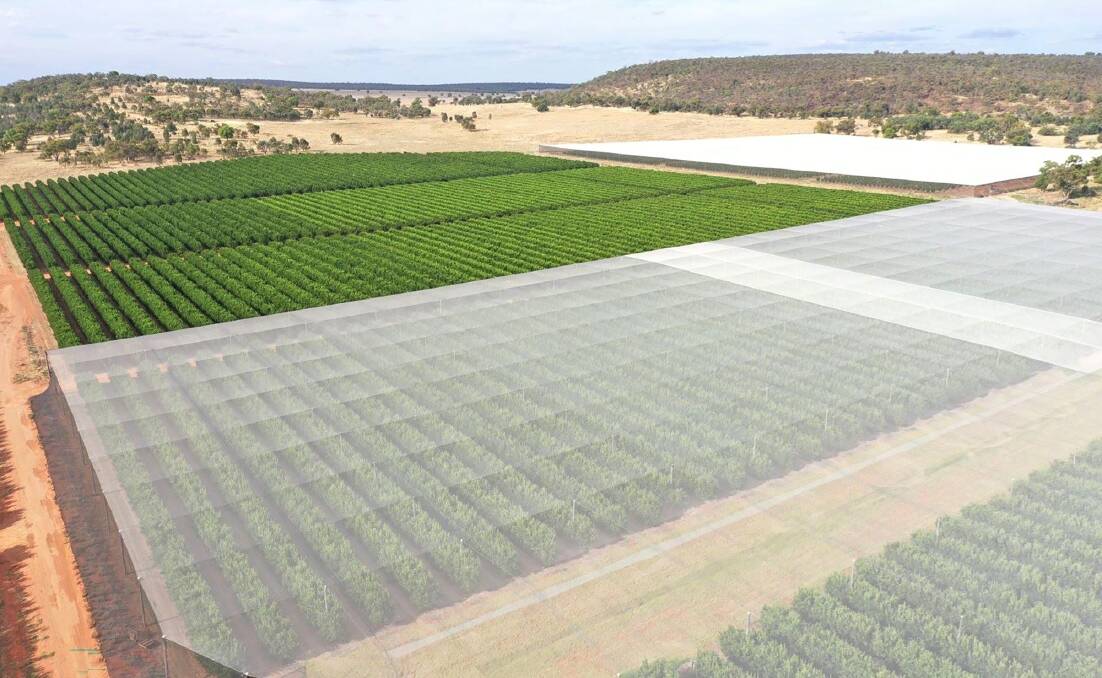 The citrus and avocado orchard near Leeton has been designed to capitalise on gaps in the market. 