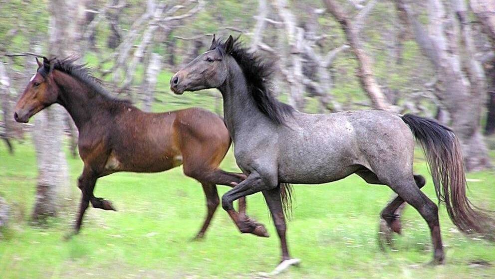 There are believed to be more than half a million feral horses across northern Australia.
