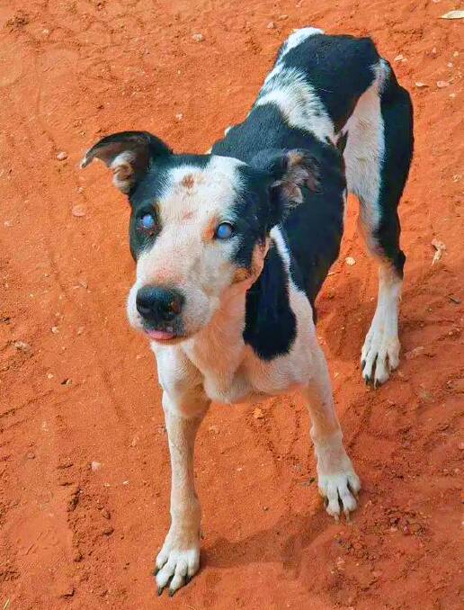 Dogs infected with ehrlichiosis often have blue "mucky" eyes. Pictures: Animal Management in Rural and Remote Indigenous Communities.