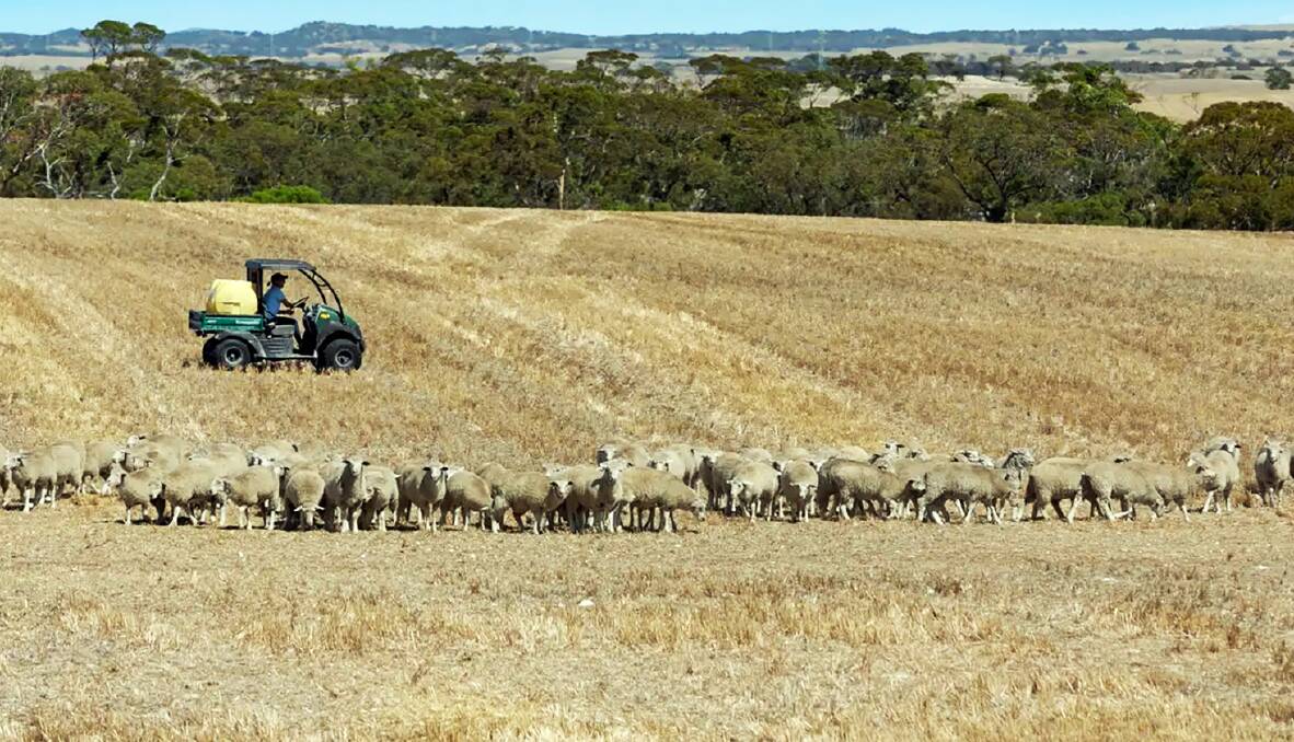 SPOILT FOR CHOICE: A South Australian farm family has decided to sell one block and hold onto another with this year's promising crop in the ground. Pictures: Ray White Rural. 