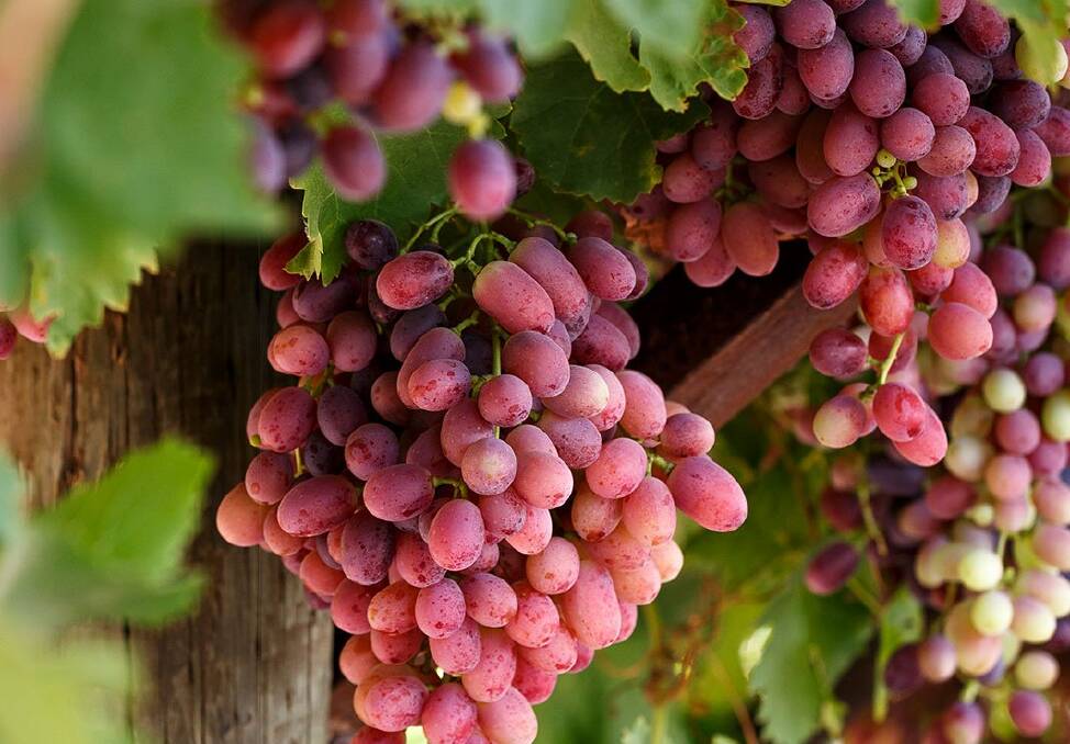 Table grape business all ready to go in the heart of Sunraysia | Farm ...