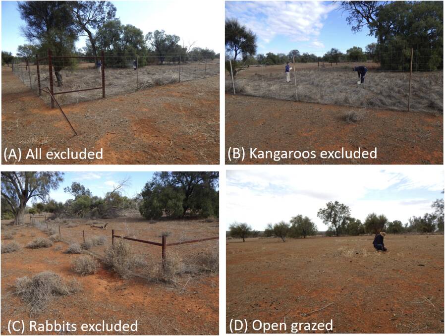 The pictures tell the tale of the grazing pressure from kangaroos. Pictures: UNSW.