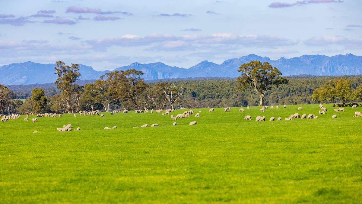 Not a bad outlook, the fertile pastures of Banool near Hamilton.