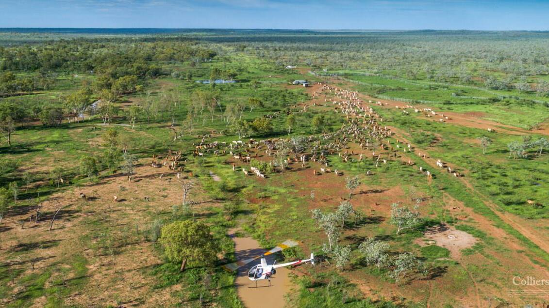 Enormous cattle station and herd hits the market together