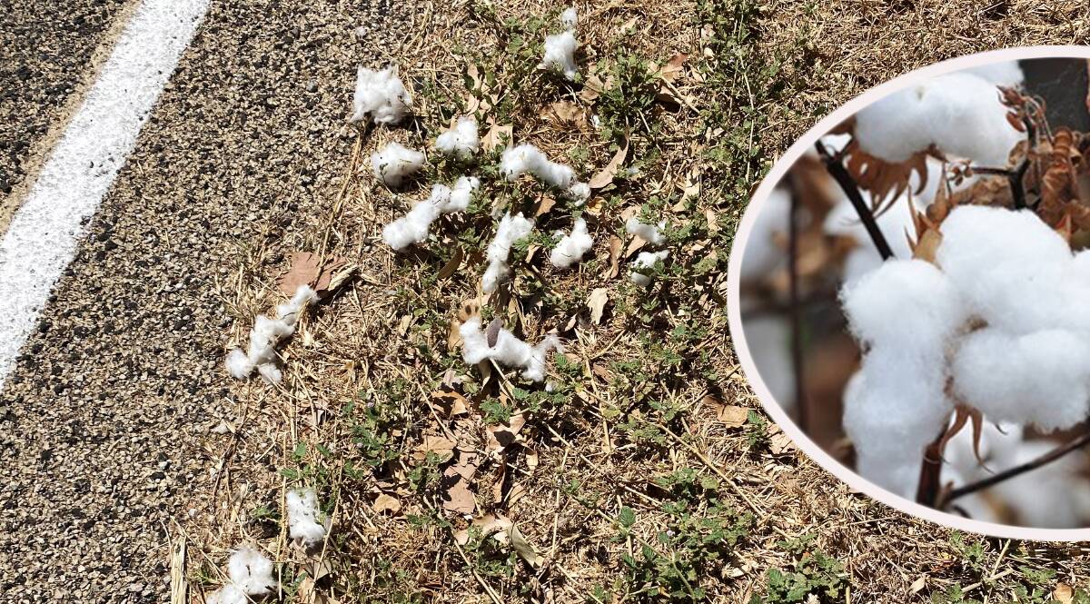 Cotton is littering the roadsides of the Northern Territory as growers are forced to truck their harvest to Queensland gins for processing.