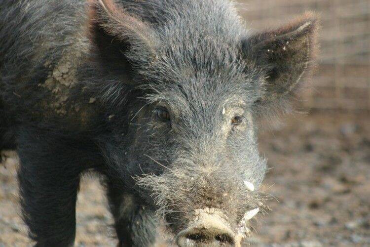 CLIMATE VILLAINS: Feral pigs have been blamed for releasing about 4.9 million metric tonnes of carbon dioxide annually across the globe, the equivalent of 1.1 million cars.