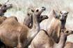 Camels in plague numbers across outback Australia