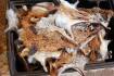 Fox hunt falls short of the million scalp mark
