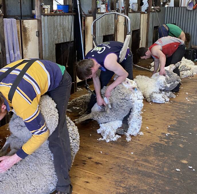 UK HELP: Shearers are in demand across the world but pandemic restrictions could thwart international rescue missions.