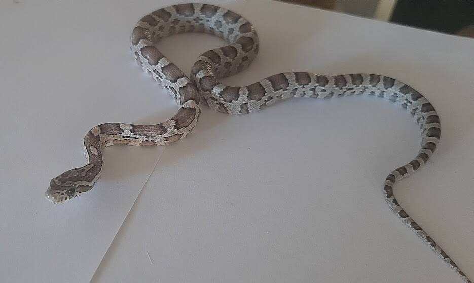This corn snake was seized in NSW last year.