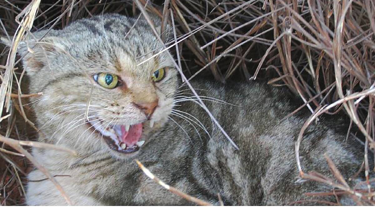 Cats kill two billion reptiles, birds and mammals every year in Australia, or almost six million every night.